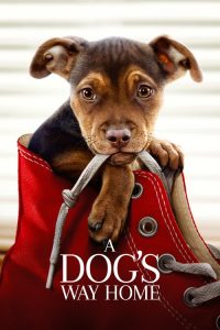 Nonton A Dog’s Way Home 2019